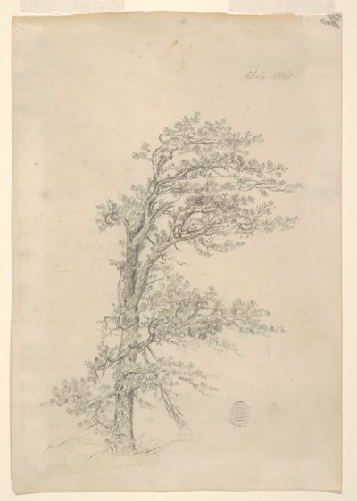 Pitch Pine od Frederic Edwin Church