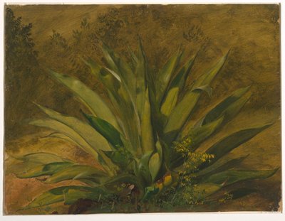 Století rostlina od Frederic Edwin Church