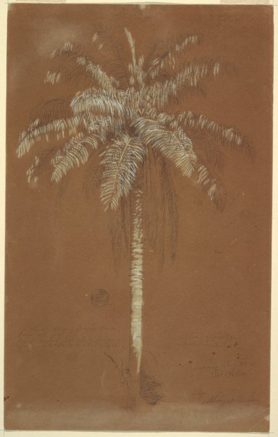 Kresba, Abaye Palm, Mt. Salus, Jamajka, červen 1865 od Frederic Edwin Church