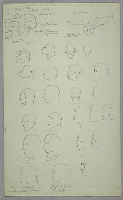 Kresba, anatomické studie, 1865-70 od Frederic Edwin Church