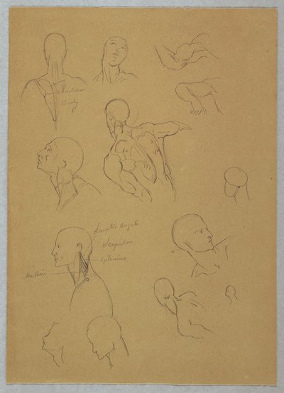 Kresba, anatomické studie, 1865-70 od Frederic Edwin Church