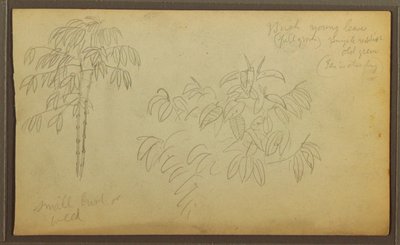 Kresba, botanické skici, 1857 od Frederic Edwin Church