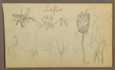 Kresba, botanické skici, 1857 od Frederic Edwin Church