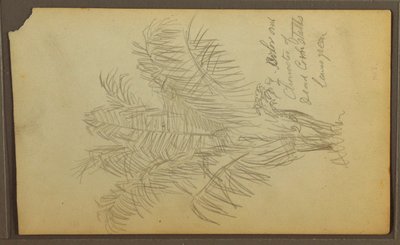 Kresba, botanické skici, 1857 od Frederic Edwin Church