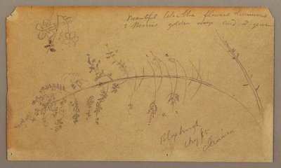 Kresba, botanické skici, srpen 1865 od Frederic Edwin Church