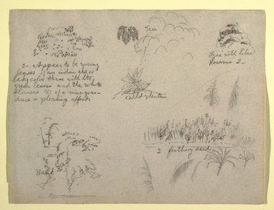 Kresba, botanické skici, Kolumbie, 1853 od Frederic Edwin Church