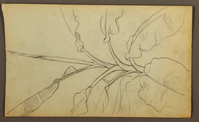 Kresba, Botanické skici, Ekvádor nebo Kolumbie; Verso: Botanické skici, 1857 od Frederic Edwin Church