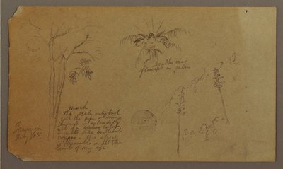 Kresba, botanické skici, červenec 1865 od Frederic Edwin Church