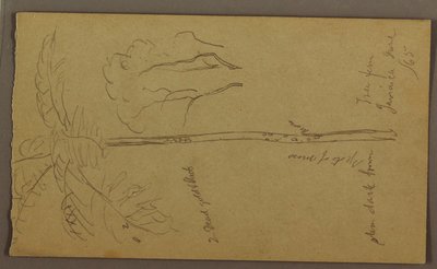 Kresba, botanické skici, červen 1865 od Frederic Edwin Church