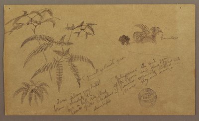 Kresba, botanické skici, květen-srpen 1865 od Frederic Edwin Church