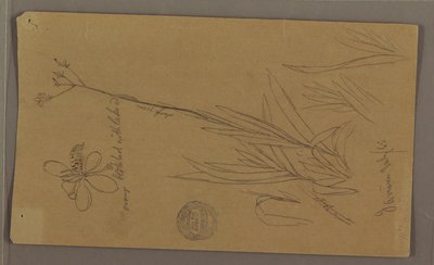 Kresba, botanické náčrty zobrazující detaily rostliny, Jamajka, červenec 1865 od Frederic Edwin Church