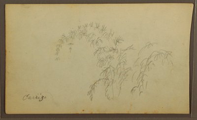Kresba, botanické skici; Verso: Botanické skici, 1857 od Frederic Edwin Church