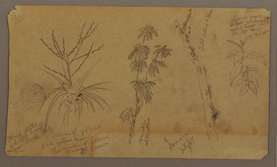 Kresba, botanické skici; Verso: Mraky, červenec 1865 od Frederic Edwin Church