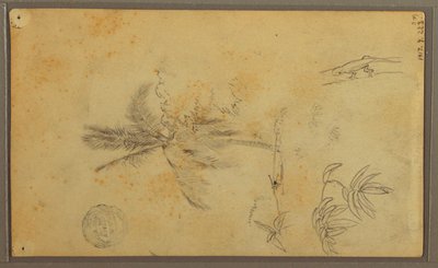 Kresba, botanické skici; Verso: Ještěrka, palma, 1857 od Frederic Edwin Church