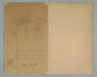 Kresba, Botanické skici: větev, strom a vrcholek stromu, Jižní Amerika, 2. září 1853 od Frederic Edwin Church