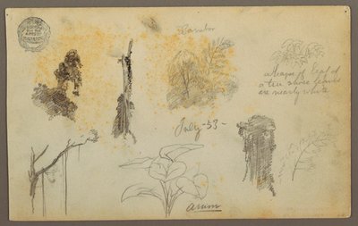 Kresba, botanické skici z Kolumbie: Bambusové stromy, kmeny a detaily, červenec 1853 od Frederic Edwin Church