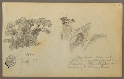 Kresba, Botanické studie z Kolumbie, červenec 1853 od Frederic Edwin Church