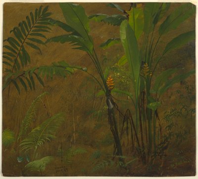 Kresba, Botanické studie z Jamajky, Západní Indie, červen 1887 od Frederic Edwin Church