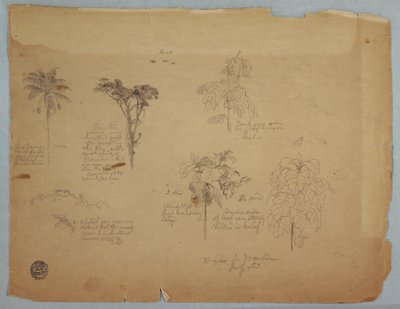 Kresba, Botanické studie s létajícími papoušky, Boquia, Kolumbie, červenec 1853 od Frederic Edwin Church