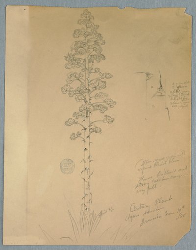 Kresba, Century Plant, Agave Americana, Jamaica, 14. června 1865 od Frederic Edwin Church