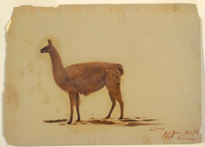 Kresba, Ekvádor, San Juan (Chimborazo), lama, září 1853 od Frederic Edwin Church