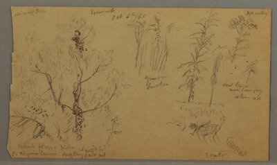 Kresba, Flora Studies, 6. října 1865 od Frederic Edwin Church