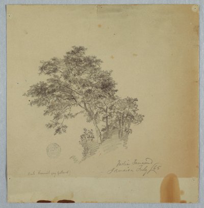 Kresba, Indické tamarindové stromy, Jamajka, červenec 1865 od Frederic Edwin Church