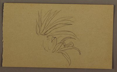 Kresba, Lily Plant, 1865 od Frederic Edwin Church
