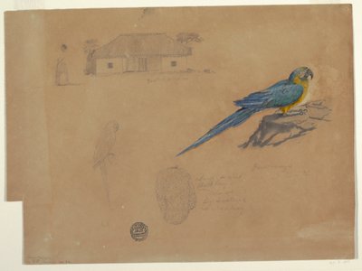Kresba, Studie z Guaccamaya, Bogota, Kolumbie, červen-červenec 1853 od Frederic Edwin Church