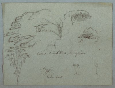 Kresba, Studie z Rio Magdalena, Kolumbie:  Vrcholky stromů, letící bílý pták, liány a tři kvetoucí rostliny, 1853, pravděpodobně květen od Frederic Edwin Church