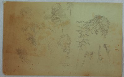Kresba, Studie vrcholků stromů a bambusu, Jamajka, srpen 1865 od Frederic Edwin Church