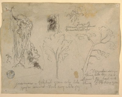 Kresba, Studie stromů a rostlin z Rio Magdalena, Kolumbie, 1853 od Frederic Edwin Church