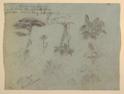 Kresba, Studie stromů z pohledu od řeky Rio Magadalena, Kolumbie, 1853 od Frederic Edwin Church