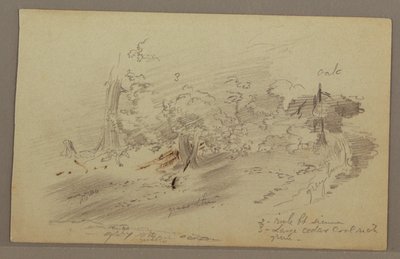 Kresba, Stromy, pravděpodobně 60. léta 19. století od Frederic Edwin Church