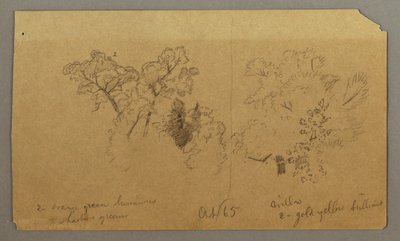 Kresba, Dvě studie stromů, říjen 1865 od Frederic Edwin Church