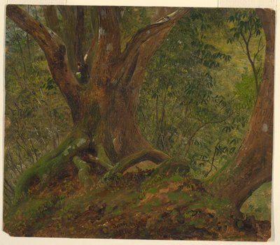 V lesích na Jamajce od Frederic Edwin Church