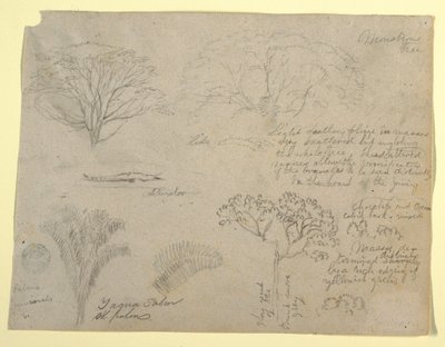 Série botanických studií včetně aligátora a monstrózního stromu při pohledu z Rio Magdalena, Kolumbie od Frederic Edwin Church