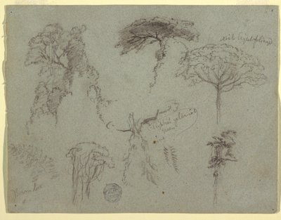 Studie stromů, Ekvádor od Frederic Edwin Church