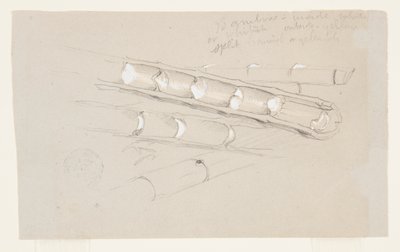 Studium bambusu od Frederic Edwin Church