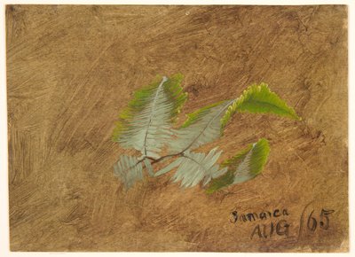 Studie Fern, Jamajka od Frederic Edwin Church