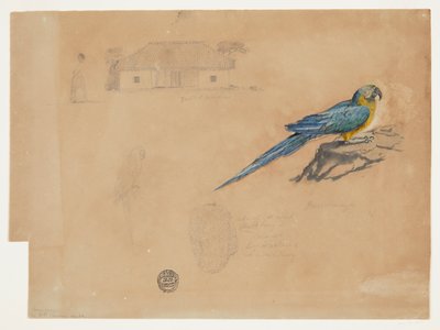 Studie Guacamaya, Bogota, Kolumbie od Frederic Edwin Church