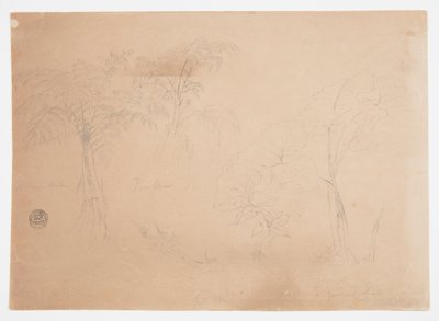 Studie dvou stromů a tří rostlin, poblíž Jorje, Ekvádor od Frederic Edwin Church