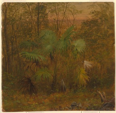 Thatch Palm, Jamajka od Frederic Edwin Church
