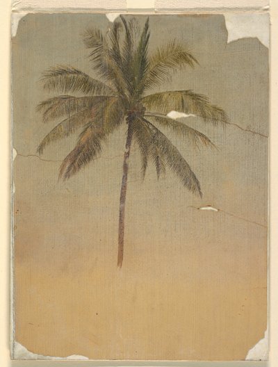 Kmen a vrchol palmy od Frederic Edwin Church