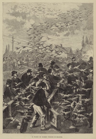 Let poštovních holubů v Belgii od Frederic Theodore Lix