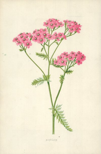 Achillea od Frederick Edward Hulme