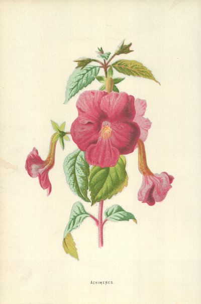Achimenes od Frederick Edward Hulme