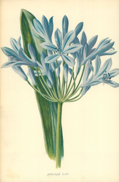 Africká lilie od Frederick Edward Hulme