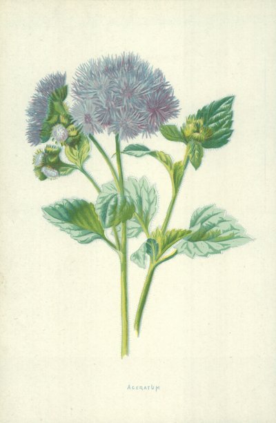 Ageratum od Frederick Edward Hulme