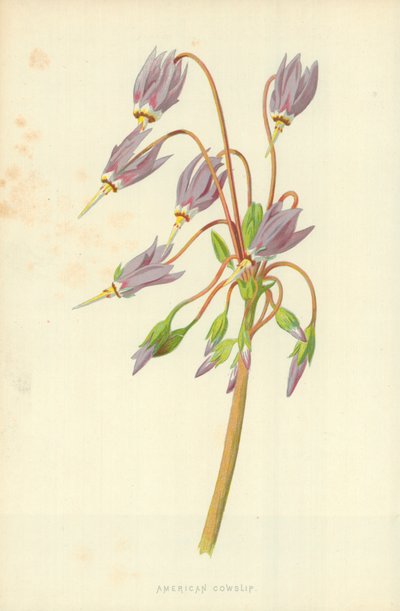 Americká pastvina od Frederick Edward Hulme